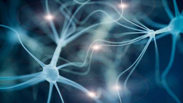 Neuronale Netzwerke im Gehirn