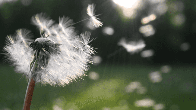 Pusteblume