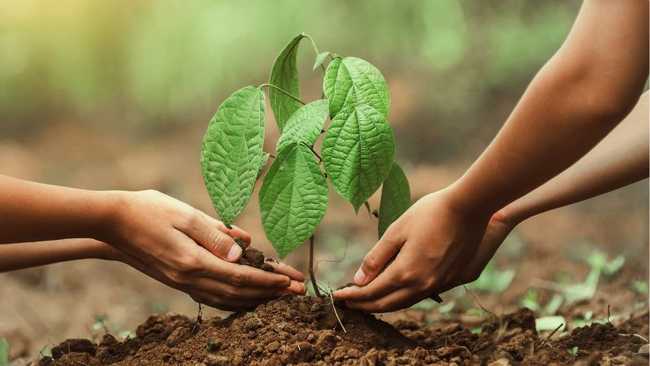 Zwei Menschen pflanzen einen Baum ein als Sinnbild für Entwicklung in Gruppentherapie Hannover